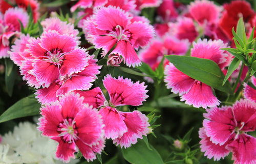 Pink dianthus flowering plants